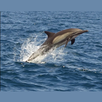 Diving Video Portfolio