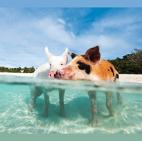 Diving Video Portfolio